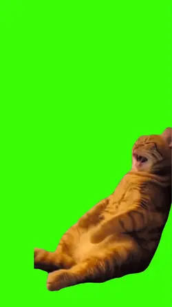Cat/Gato
