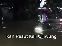 ikan pesut ciliwung