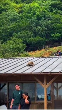 Monkey mountain