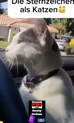 Katzen 