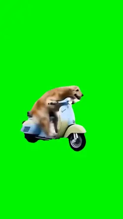 dog riding