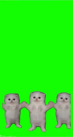 Cuties kittys