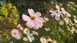 Flower 🌸