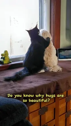 Why Hugs Are....