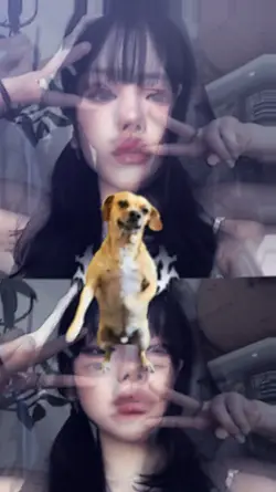 JJ X DOG GOYANG TRD