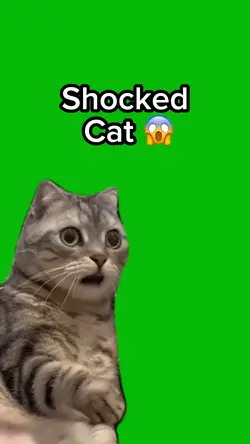 Shocked Cat