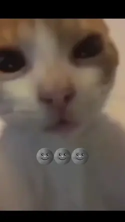 LOL KITTEN