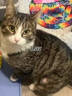Lavender!