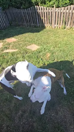 funny dog