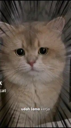 kucing lucu ngomong