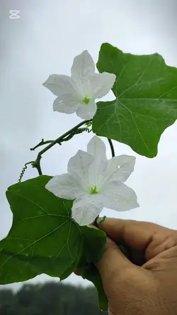 ফুলের অপরূপ সৌন্দর্য