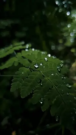 4 Clips cinematic