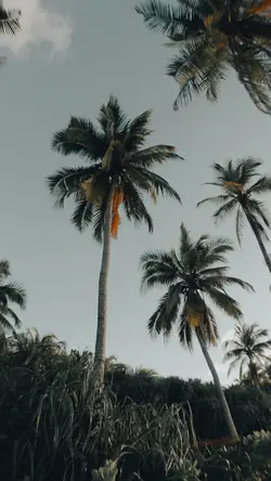 Pulanglah