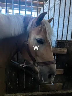 Willow