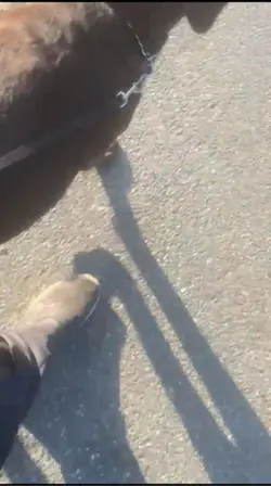 Heel