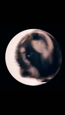 dancing pet 