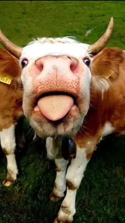 sound Sapi sedih