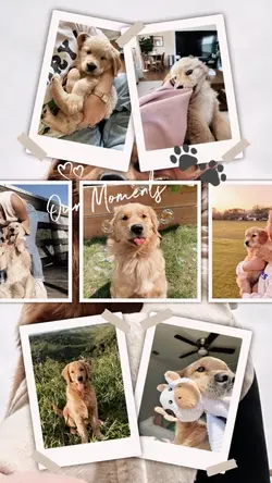 PET MOMENTS
