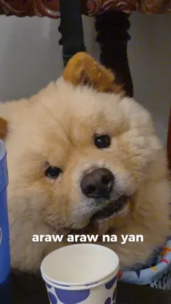 dog memes