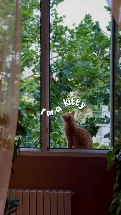 Kitty | Cat lovers