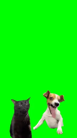 laughing dog and cat