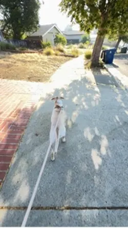 Lucy Rabbit Hunting 