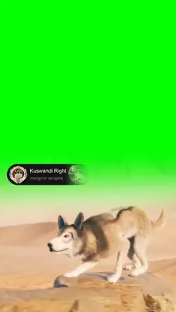 gift Tiktok wolf