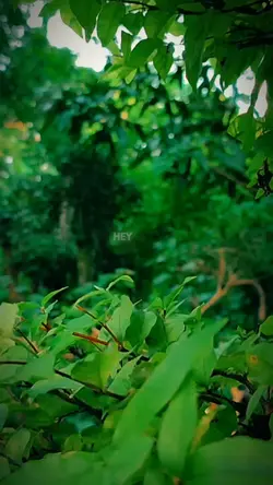hey sexy lady 