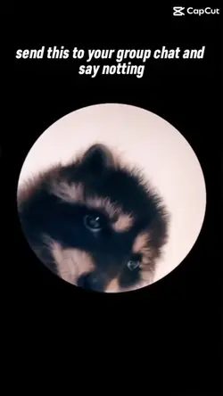 Racoon