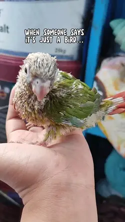 It's Just A Bird
