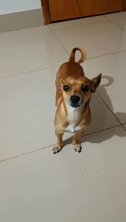 dancing dog 