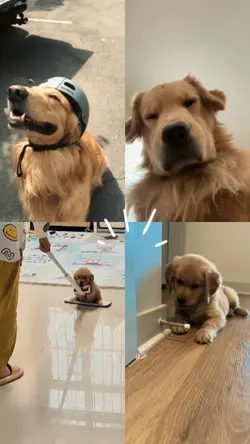 love dog