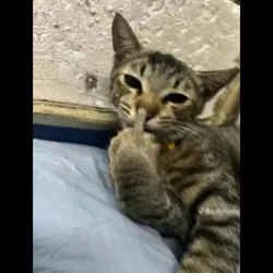 Edit cat