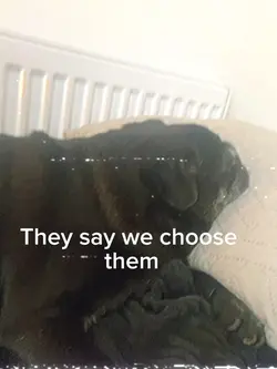 Heartfelt dog