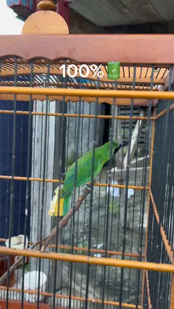 Full energy 