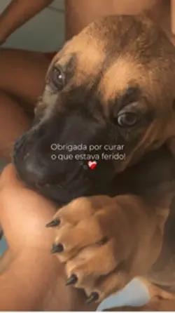 Meu pet