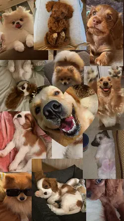 MY PET