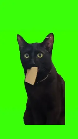Shocked Cat