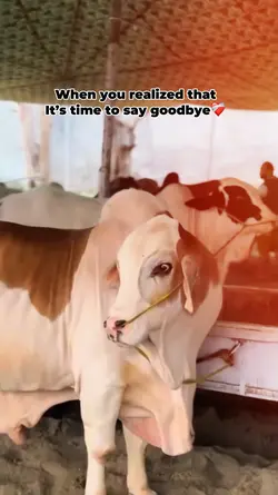 Few days Qurbani