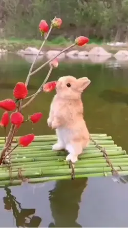 토끼 영상 나눔