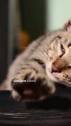 Cat song!