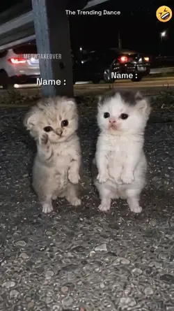 Dance Cat Trend