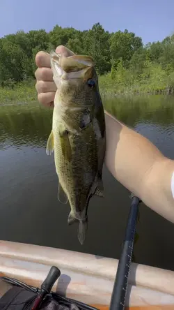 Show off