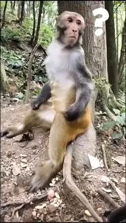 Berubah Monyet