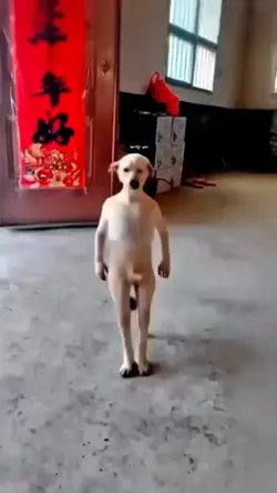 ANJING JOGET