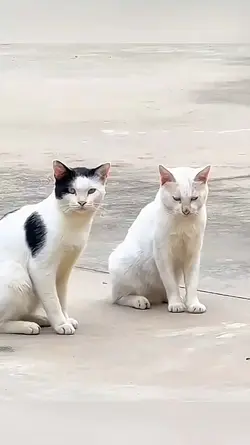 sweet cat