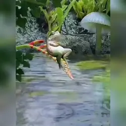 Animal Life