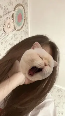 kucing bisa digeser