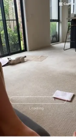#Cute#Cats