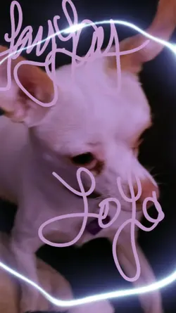 puppy
